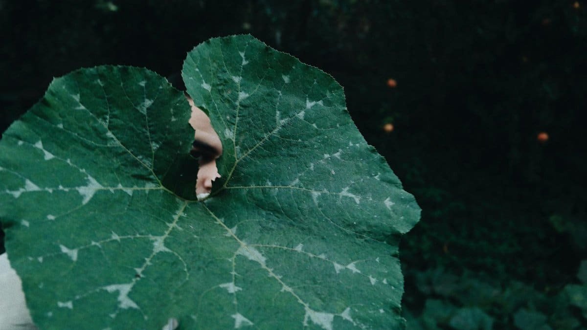 A person is partially hidden behind a large, heart-shaped green leaf, creating a mysterious and natural vibe.