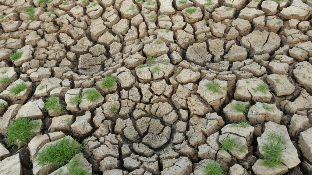 Arid cracked soil with sparse green grass growth showcasing drought conditions.