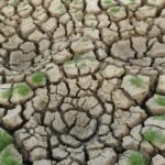 Arid cracked soil with sparse green grass growth showcasing drought conditions.