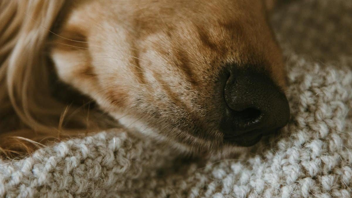 A detailed close-up of a dog's nose, resting softly on a textured blanket, conveying warmth and comfort.