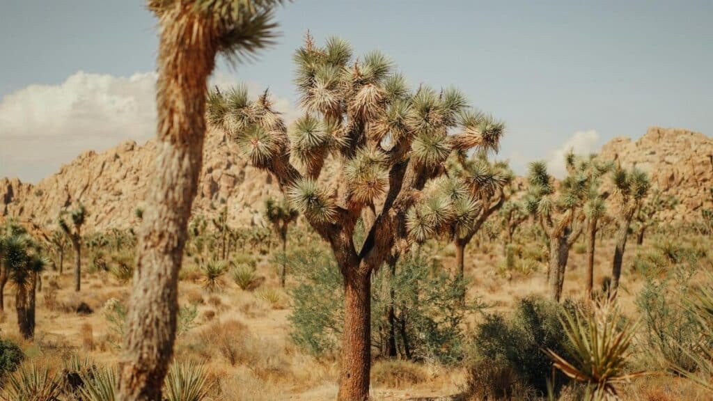 Breathtaking landscape of Joshua Trees in Joshua Tree National Park.