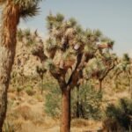 Breathtaking landscape of Joshua Trees in Joshua Tree National Park.