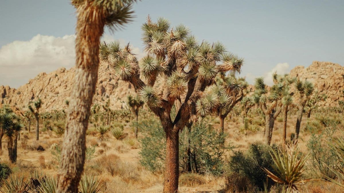 Breathtaking landscape of Joshua Trees in Joshua Tree National Park.