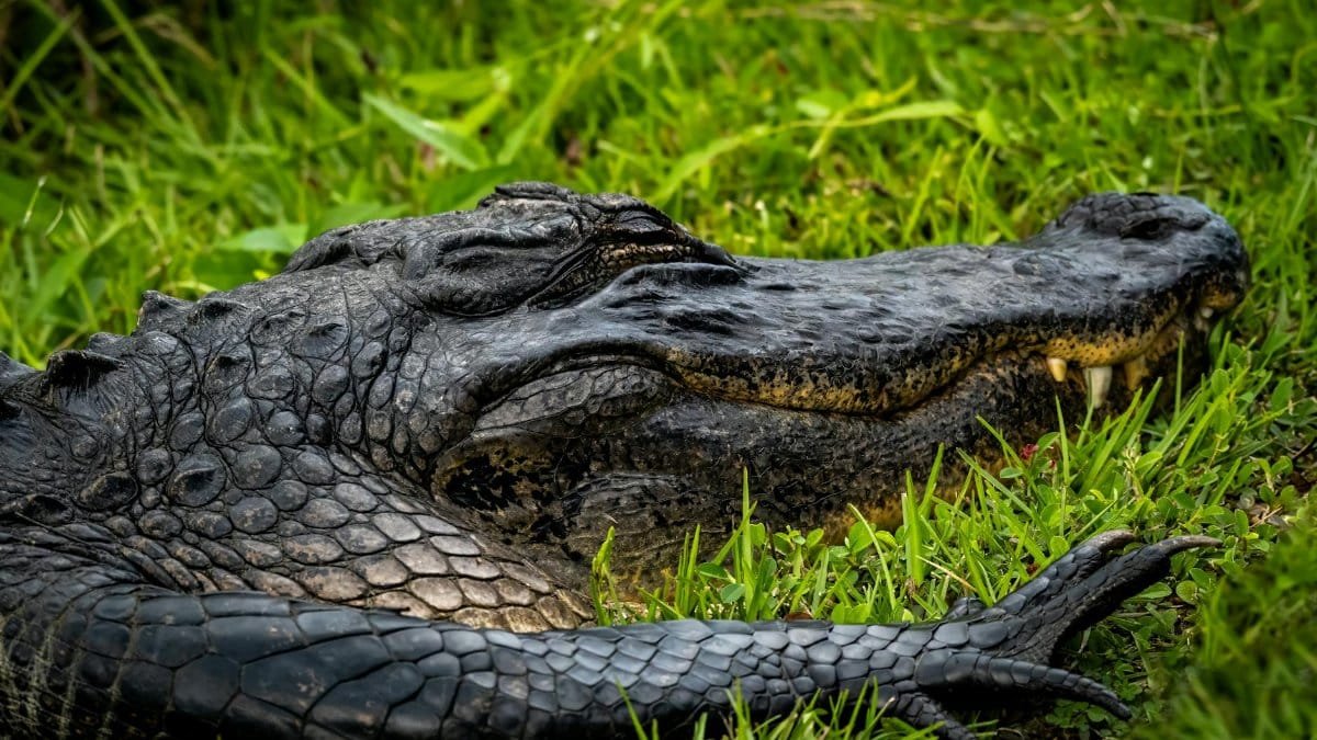 Detailed capture of an alligator lounging on lush green grass in Everglades City, Florida.