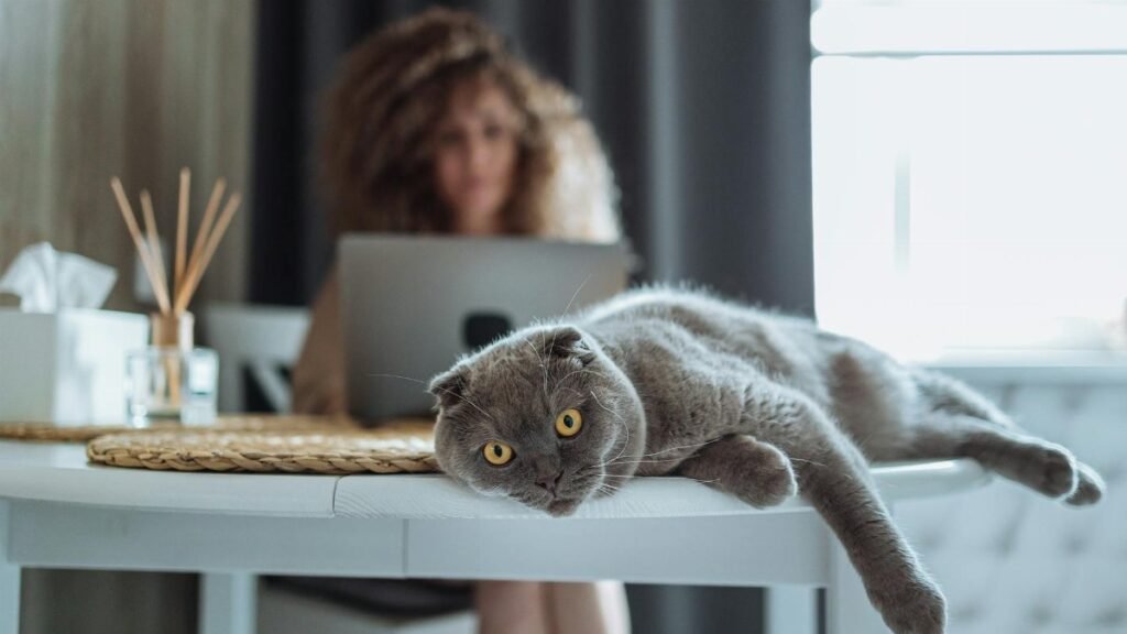 A Scottish Fold cat lies relaxed on a table with a blurred woman working on a laptop in the background.