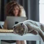 A Scottish Fold cat lies relaxed on a table with a blurred woman working on a laptop in the background.