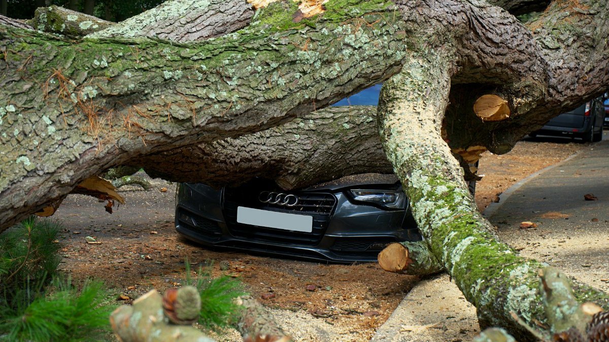 A large tree has fallen on an Audi car, severely damaging it on a city street in the UK.