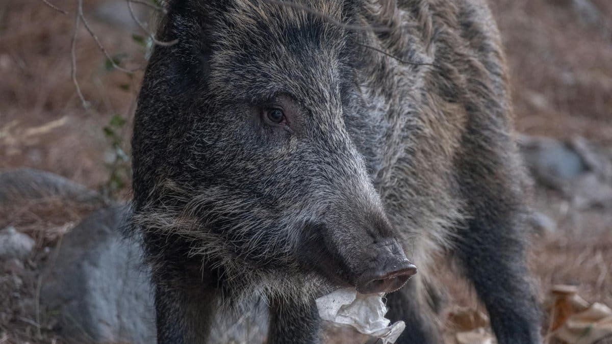 A wild boar in İzmir carrying litter, highlighting wildlife and environmental impact.