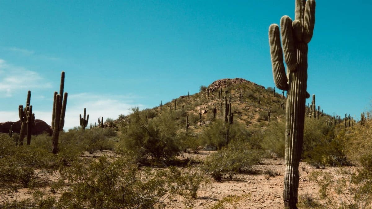 A scenic view of towering saguaro cacti in a desert landscape in Arizona, USA.