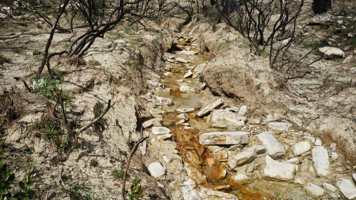 A dry stream in a burnt forest landscape, showing signs of fire damage and recovery.