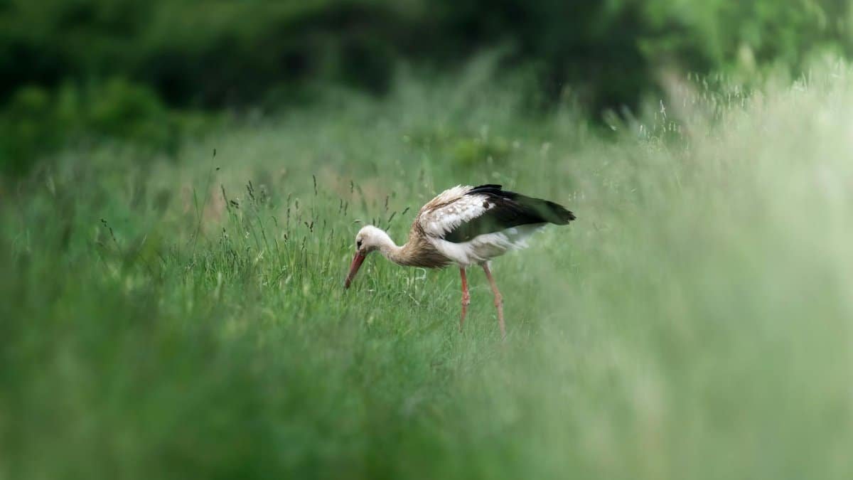 A graceful stork wanders through a green meadow in Pesaro, Italy, illustrating serene wildlife.