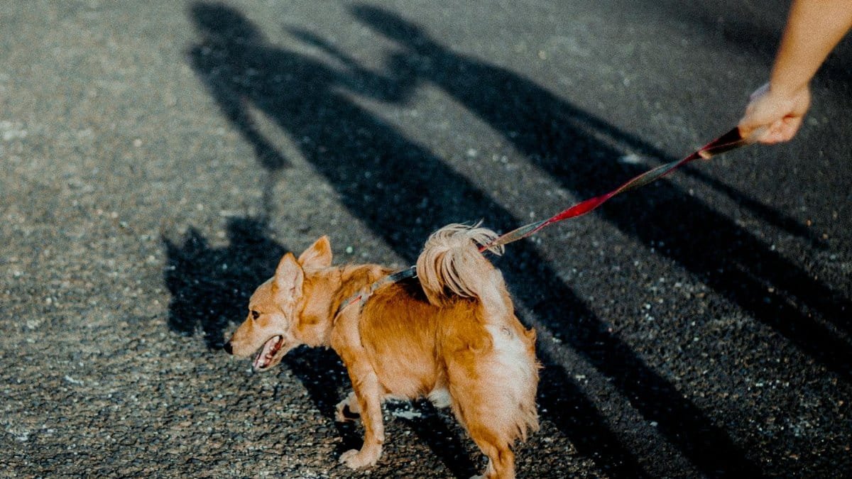 A cute brown dog on a leash walks on sunny pavement casting shadows.