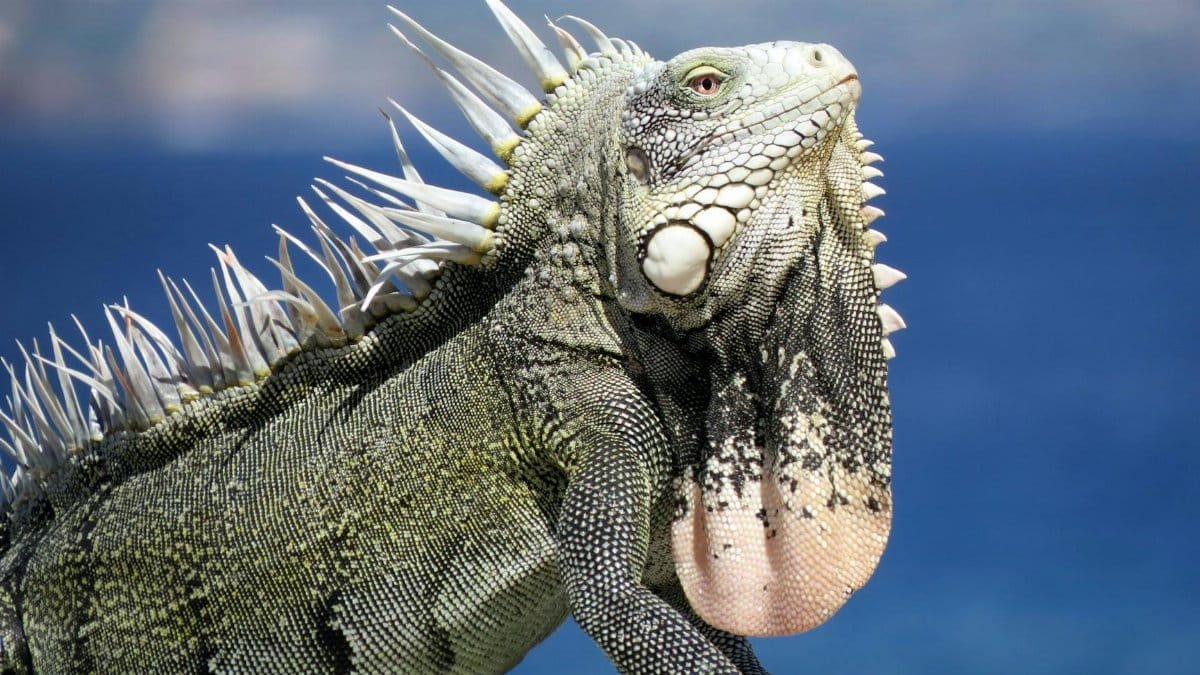 Detailed image of a green iguana basking in the sun on Bonaire's coast, showcasing its vibrant scales and spikes.