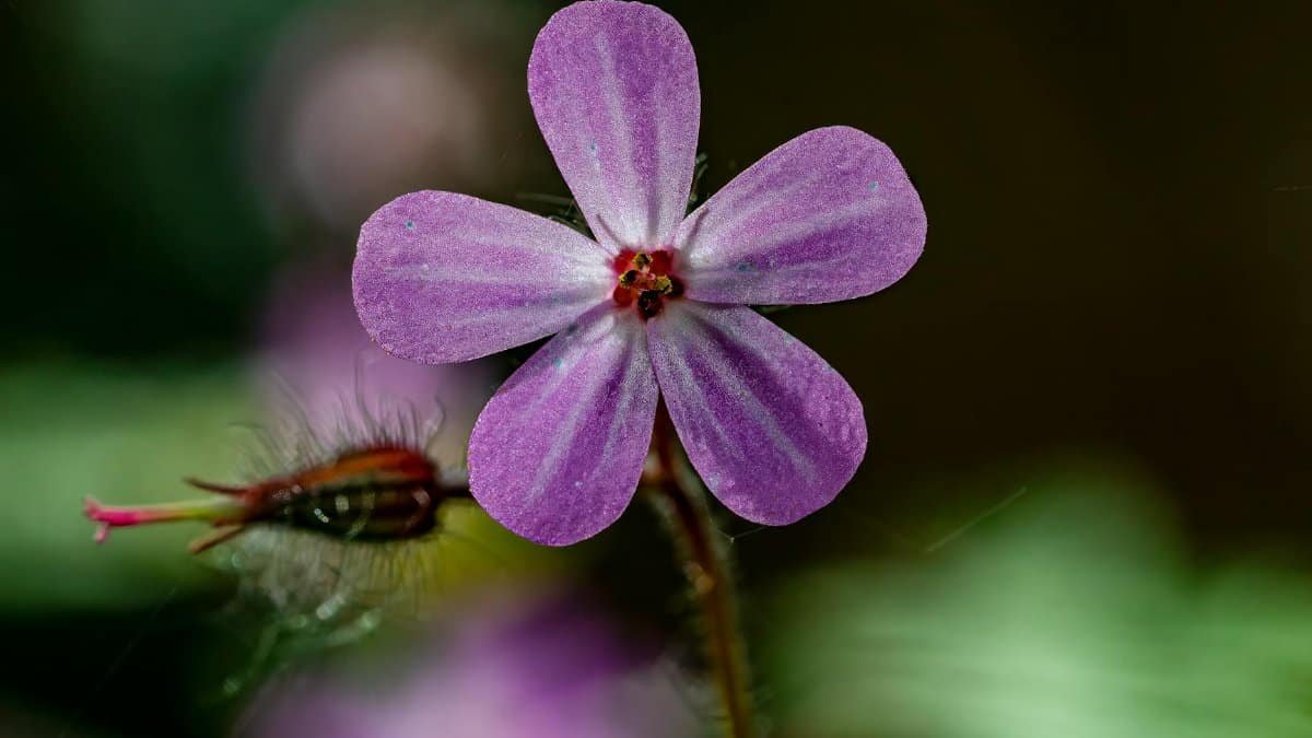 Macro shot of a blooming purple Roberts geranium flower with delicate petals.