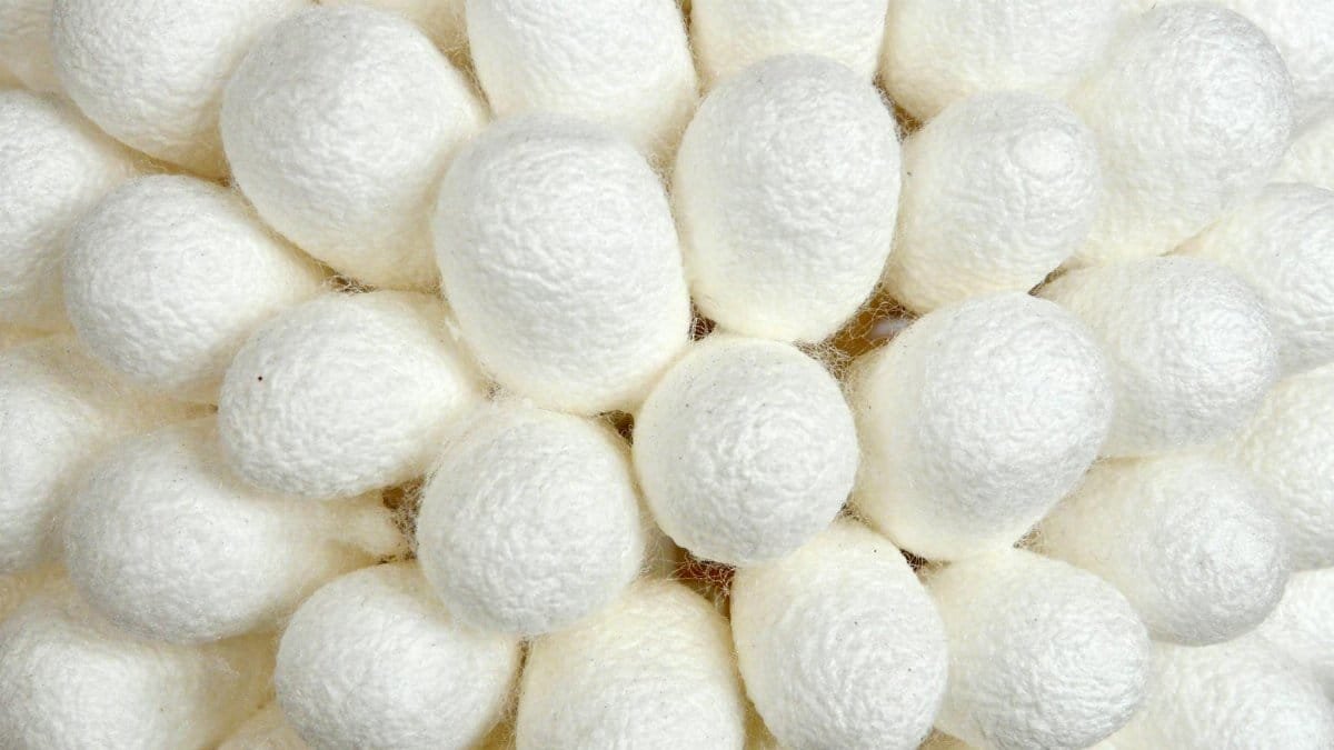 Detailed view of white silkworm cocoons, symbolizing textile production in Japan.