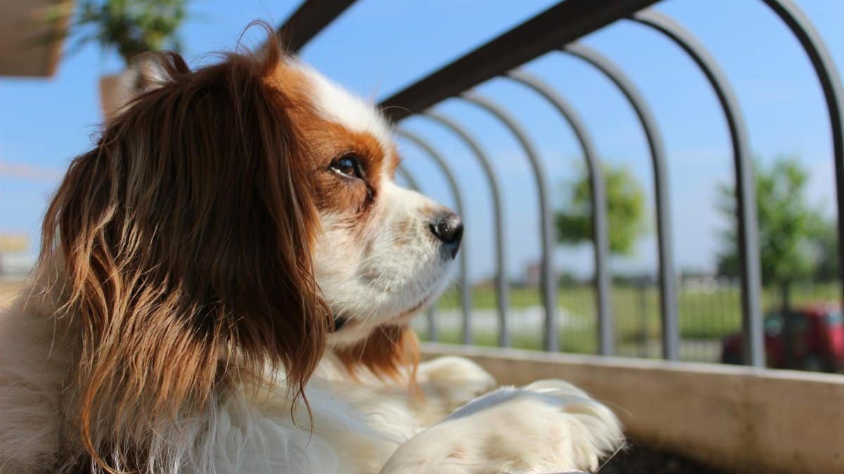 A Cavalier King Charles Spaniel basking in the sunlight outdoors with a thoughtful gaze.
