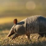 Nine-banded armadillo walking through a grassy field with warm evening light.