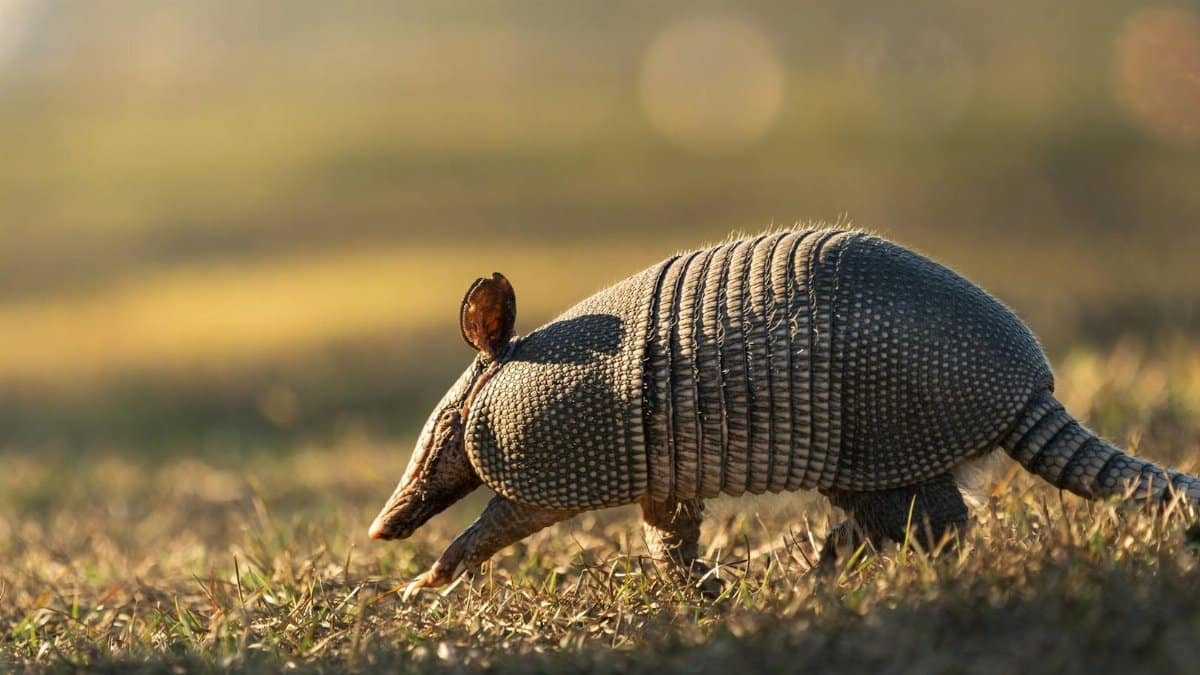 Nine-banded armadillo walking through a grassy field with warm evening light.