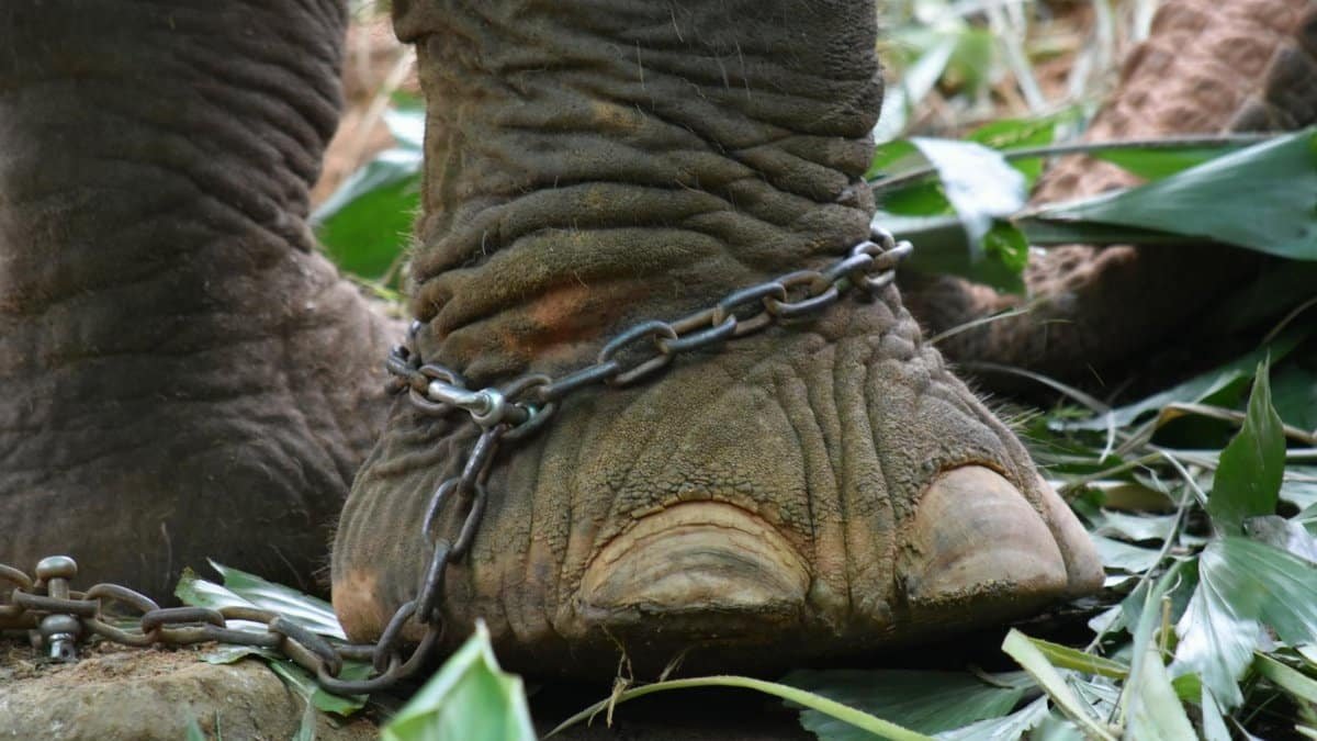 Close-up of an elephant's chained foot surrounded by foliage in Phuket, highlighting animal rights issues.