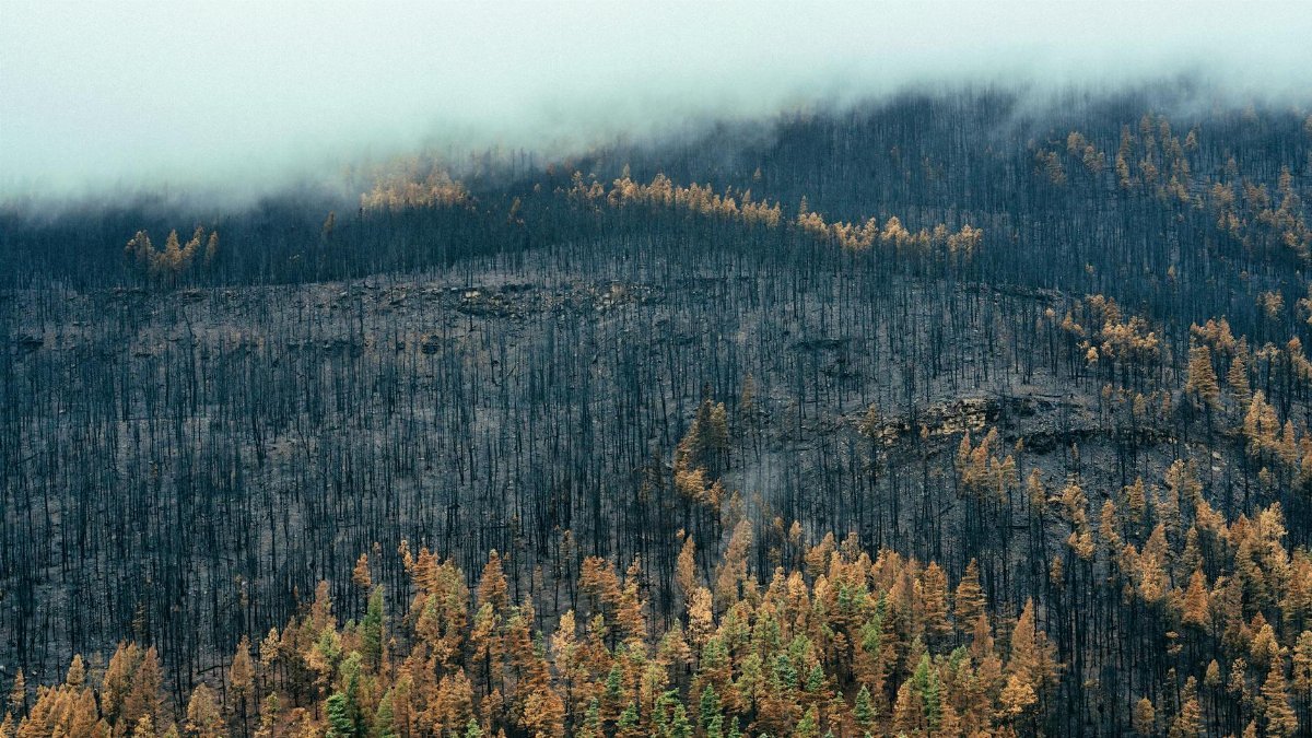 Aerial photograph of a mist-covered, burnt forest landscape showcasing recovery and resilience.