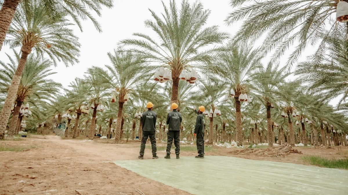 Men working in a lush date palm plantation in Biskra, Algeria wearing safety helmets.
