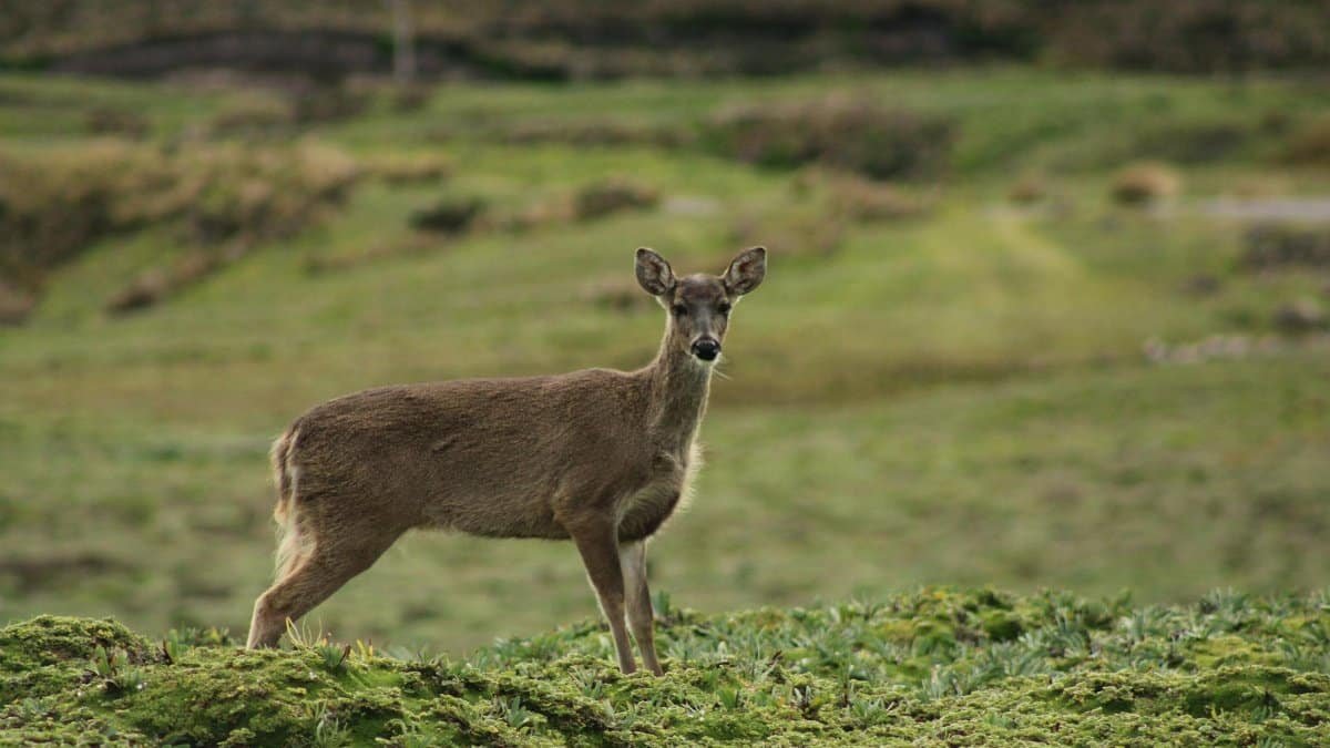 Captivating view of a deer in the lush green fields of Ecuador, showcasing natural beauty.