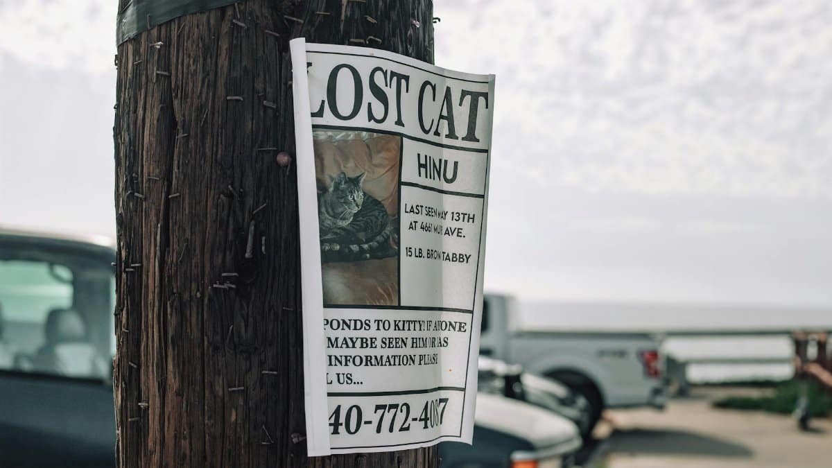 A lost cat poster is attached to a utility pole in a street setting, seeking the community's help.