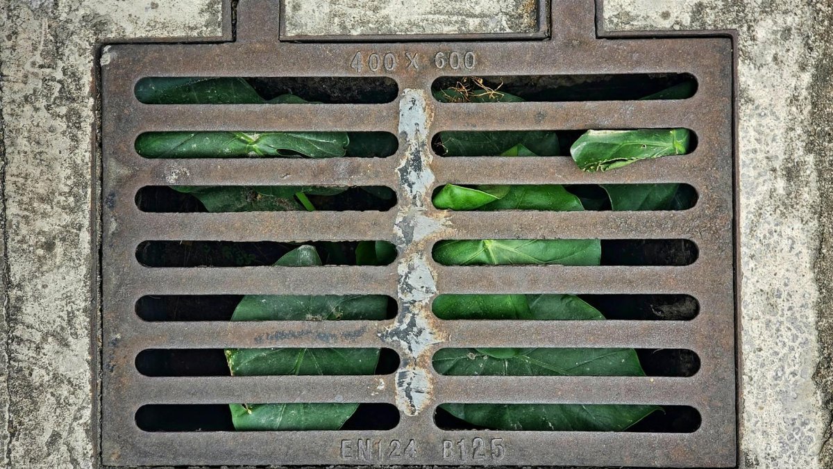 Metal drainage grate covering green plants in an urban setting.