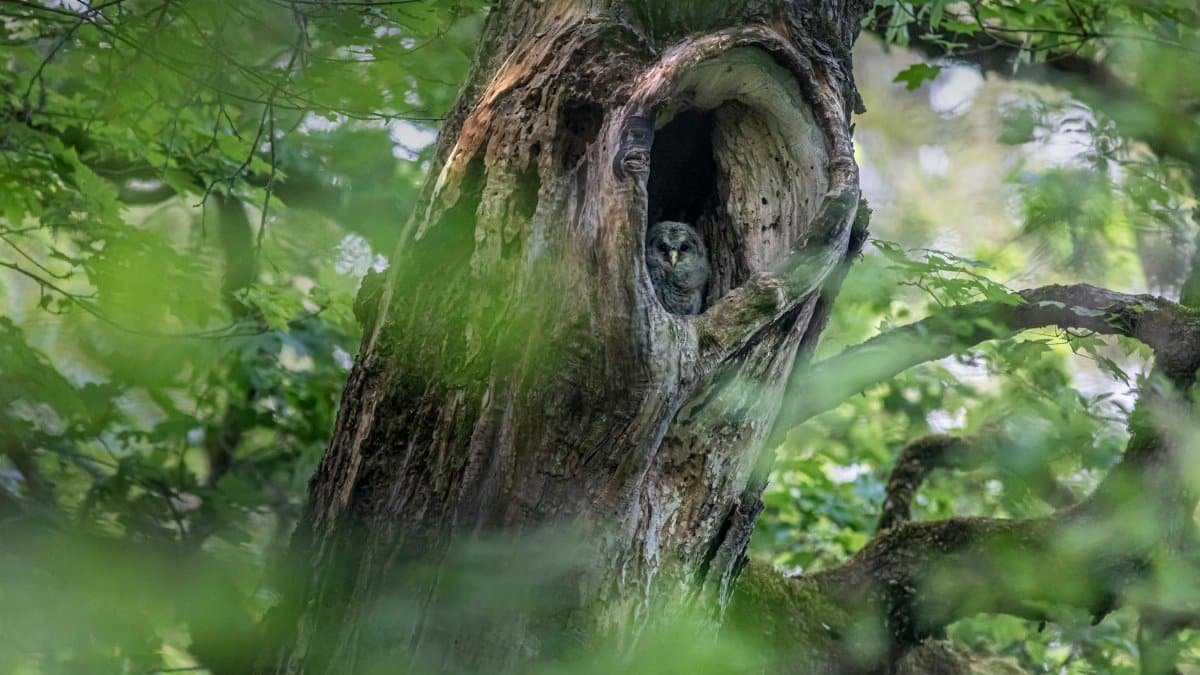 An owl sits in a tree hollow, camouflaged by the lush forest greenery. Perfect for nature and wildlife themes.