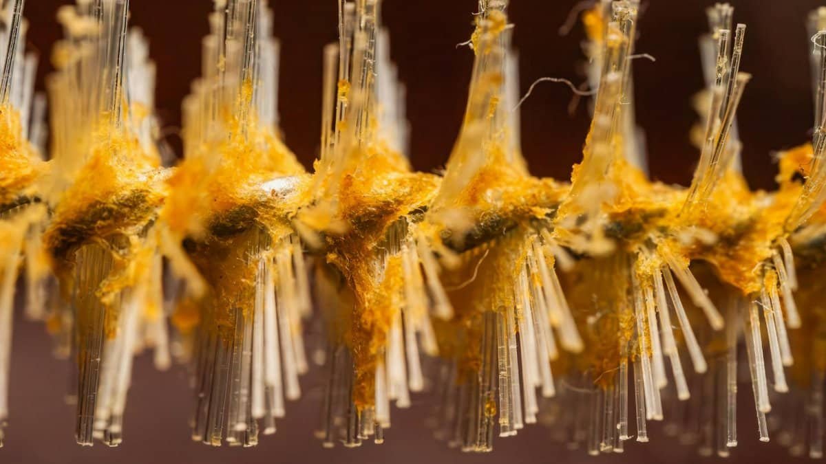 Detailed macro shot showcasing orange mold growth on fine brush filaments.
