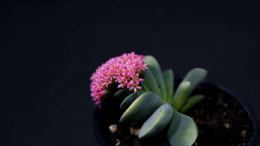 Close-up of a Crassula 'Morgan's Beauty' succulent with pink flowers in a pot.