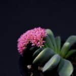 Close-up of a Crassula 'Morgan's Beauty' succulent with pink flowers in a pot.