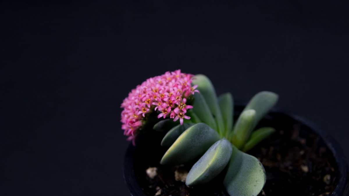 Close-up of a Crassula 'Morgan's Beauty' succulent with pink flowers in a pot.
