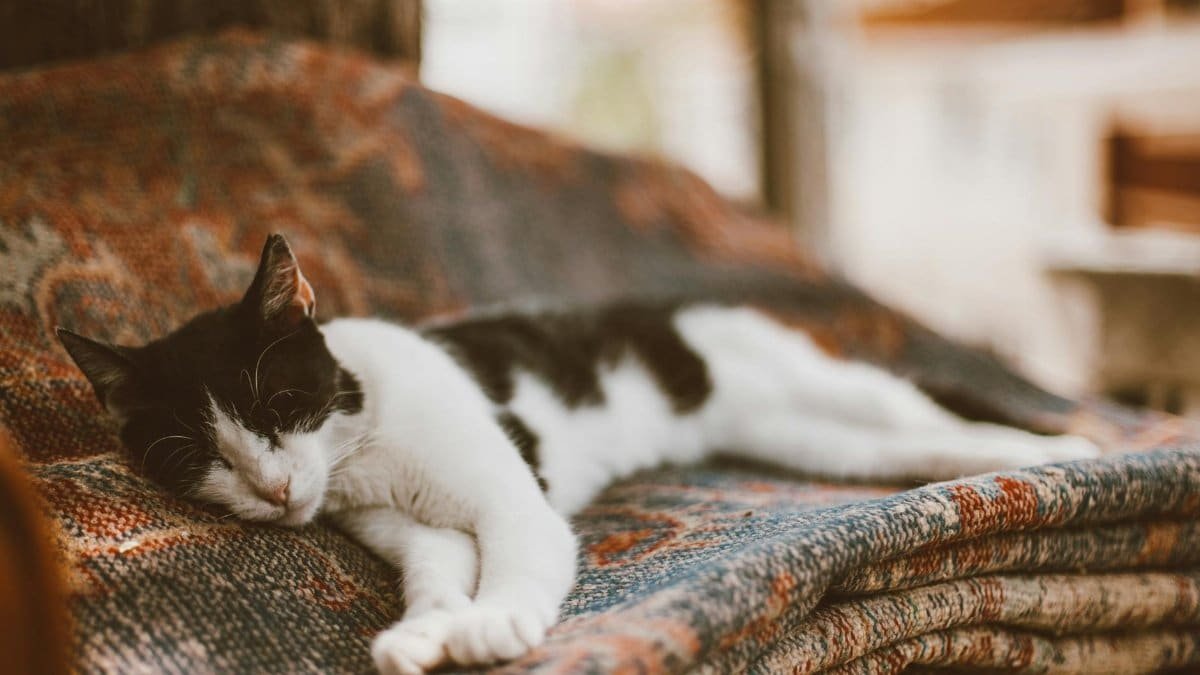 A black and white cat peacefully sleeping on a patterned blanket in an outdoor setting.