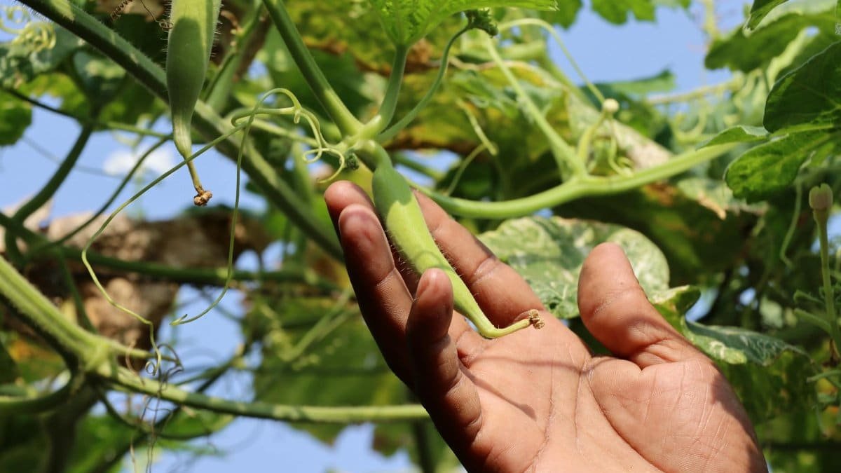 Close-up of a hand holding okra on a farm, emphasizing growth and healthy food.