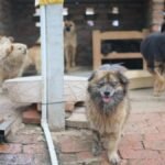 A group of dogs at an animal shelter on a brick pavement, ready for adoption.