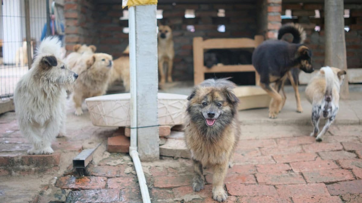 A group of dogs at an animal shelter on a brick pavement, ready for adoption.