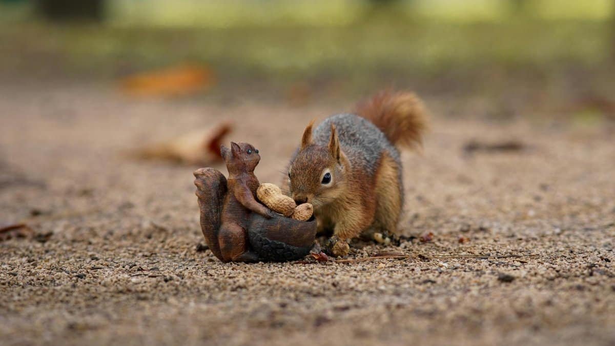 Close-up of a squirrel with a nut sculpture on a sandy ground in Bursa, Türkiye.