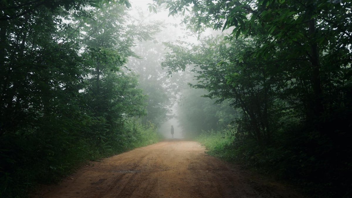 A solitary person walks down a foggy forest path, creating a mystical atmosphere.