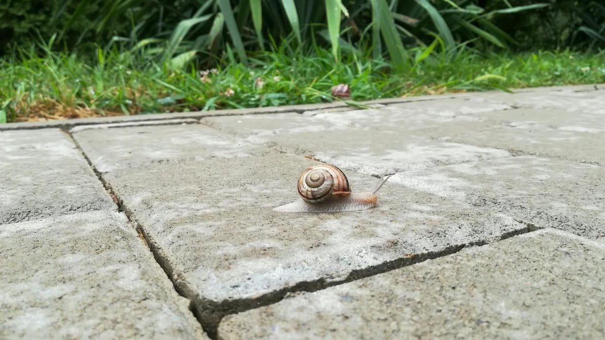 A snail crawling on a cobblestone path surrounded by greenery in Iasi, Romania.