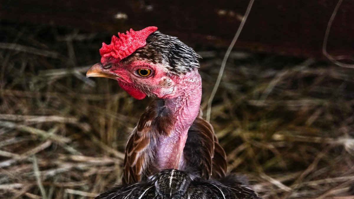 Detailed close-up of a domestic cockerel showcasing vibrant plumage and feathers.