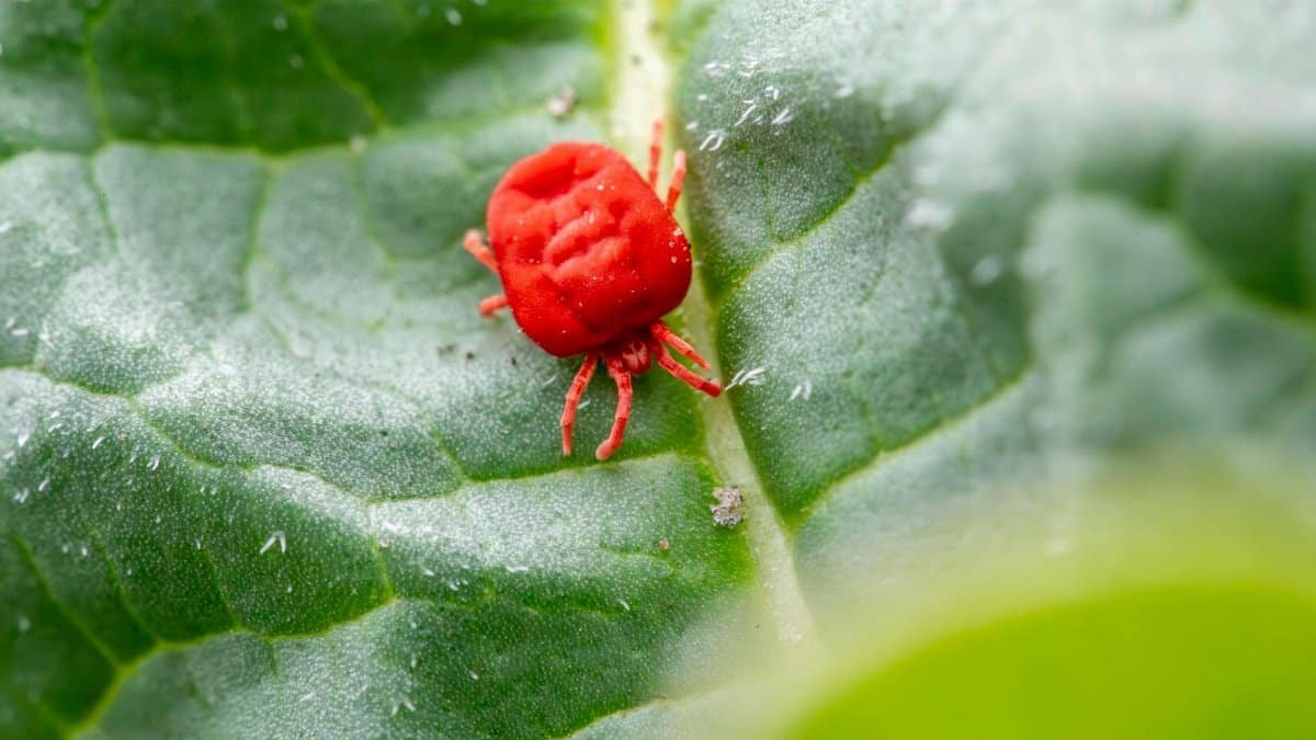Detailed close-up of a red clover mite on a green leaf, showcasing nature's tiny wonders.