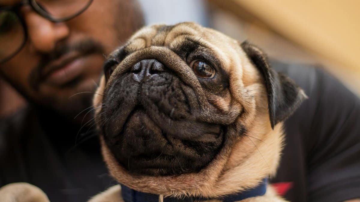 Adorable pug with expressive face held by owner. Captured in Bengaluru, India.