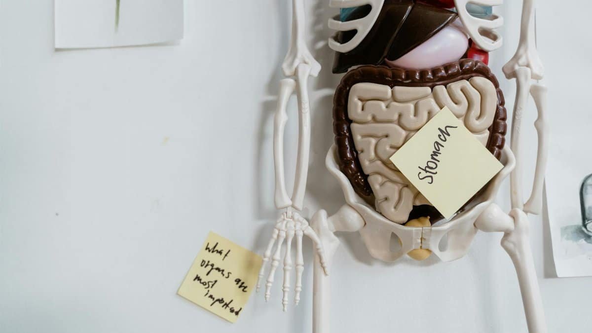 Close-up of anatomical model with sticky notes highlighting the stomach and other parts.