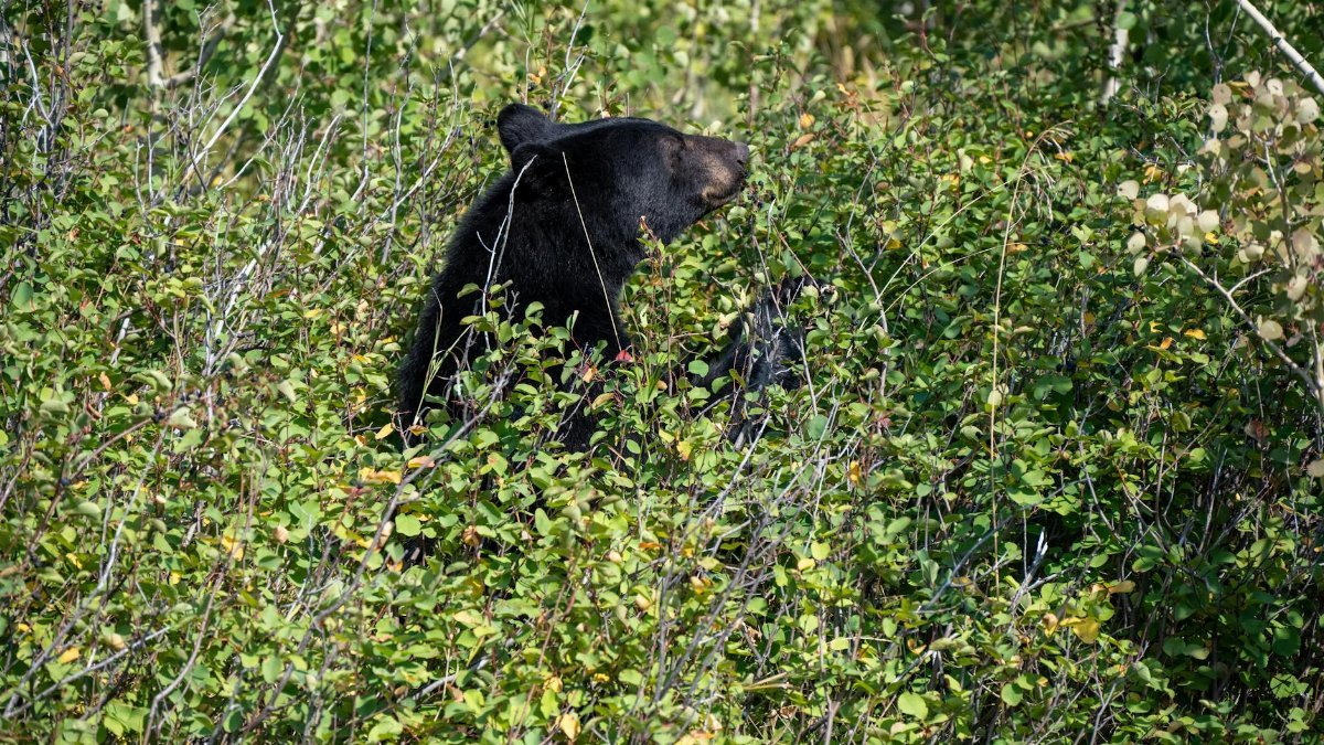 Wild black bear camouflaged in thick forest bushes, natural habitat.