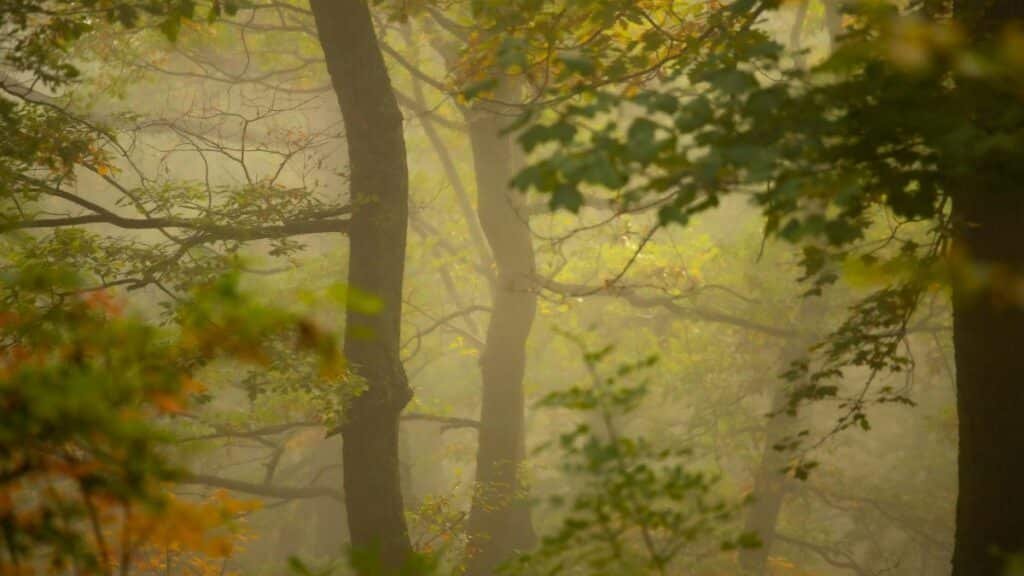 Scenic autumn forest with fog and lush foliage in Bosnia.