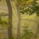 Scenic autumn forest with fog and lush foliage in Bosnia.