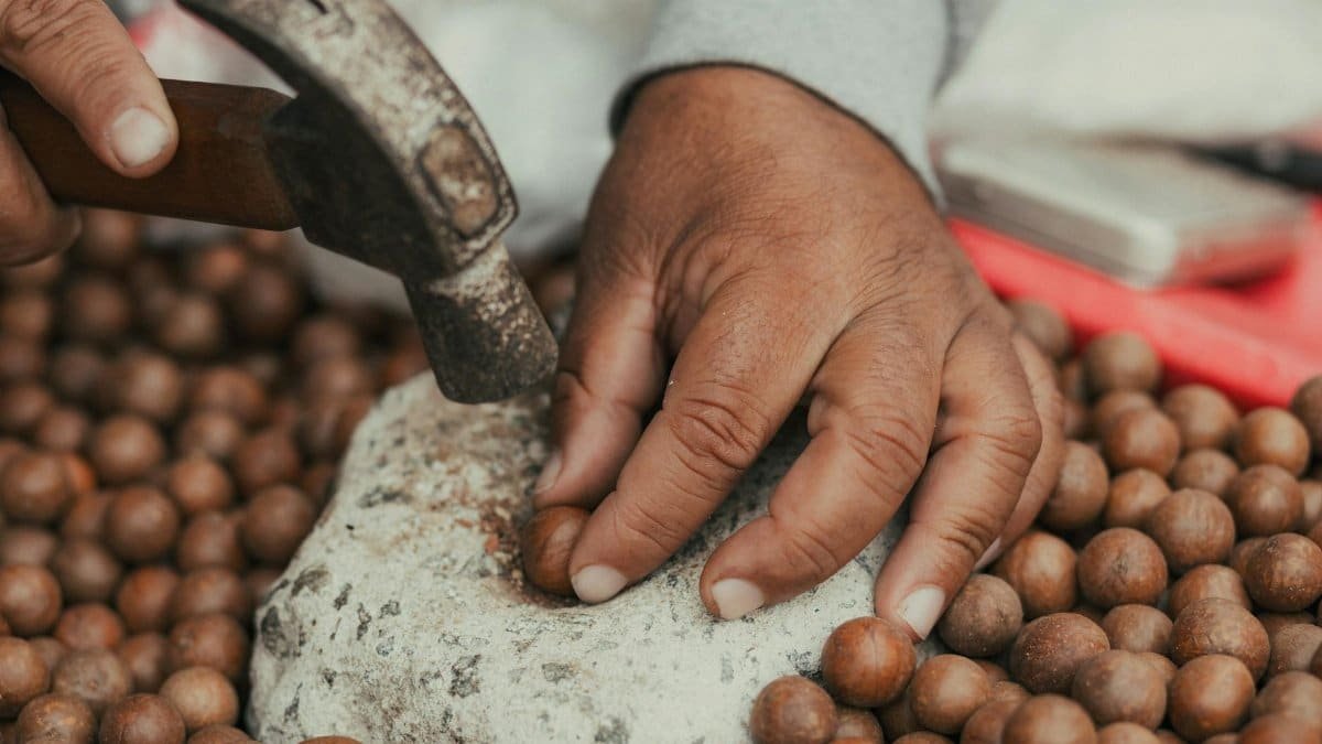 Hands using a hammer to crack nuts on a stone surface, showcasing traditional methods.