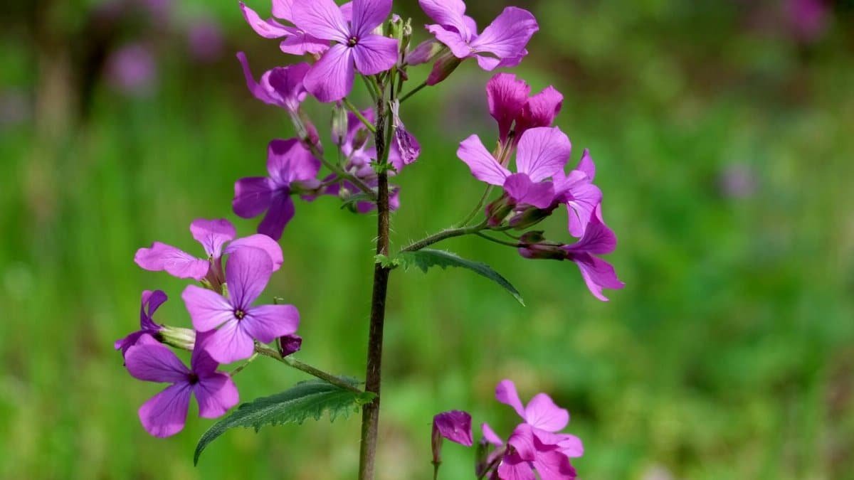 Close-up of vibrant purple flowers blooming in a lush green spring garden.
