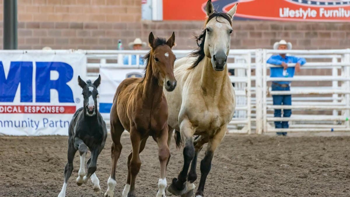 Three horses running energetically at a rodeo in Pueblo, CO.